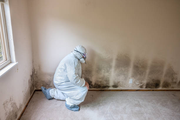 Best Basement Mold Remediation in Polk City, IA