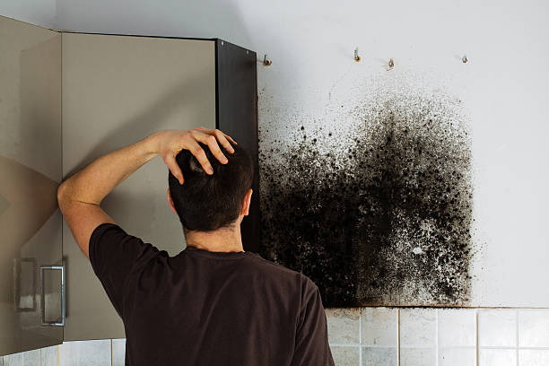 Best Black Mold Remediation in Polk City, IA